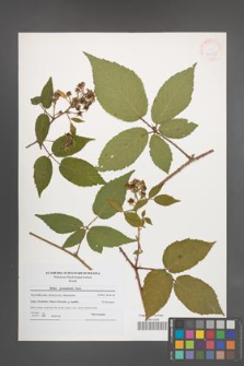 Rubus posnaniensis [KOR 41227]