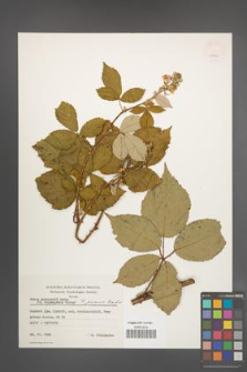 Rubus praecox [KOR 24966]