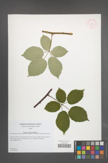 Rubus praecox [KOR 51764]