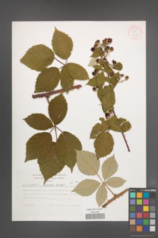 Rubus praecox [KOR 54878]