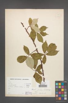 Rubus praecox [KOR 18520]