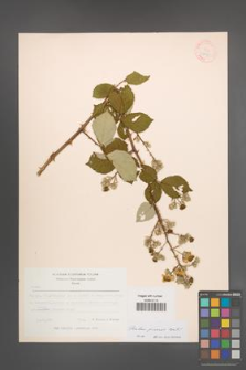 Rubus praecox [KOR 18451]