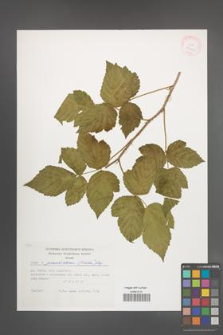Rubus pseudoidaeus [KOR 29426]
