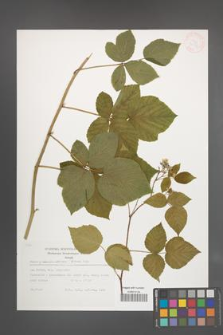 Rubus pseudoidaeus [KOR 32137]