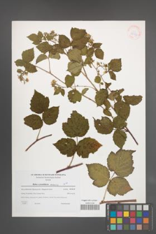 Rubus pseudidaeus [KOR 38983]