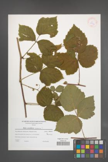Rubus pseudidaeus [KOR 38976]
