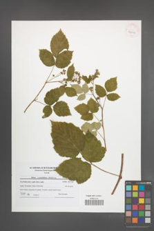 Rubus pseudidaeus [KOR 42006]
