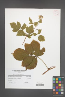 Rubus pseudidaeus [KOR 54285]