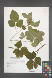 Rubus pseudidaeus [KOR 40864]