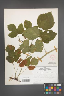 Rubus pseudidaeus [KOR 52117]