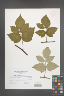 Rubus pseudidaeus [KOR 44764]