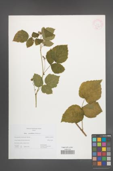 Rubus pseudidaeus [KOR 44968]