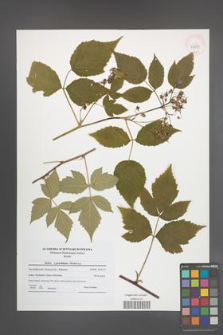 Rubus pseudidaeus [KOR 41599]