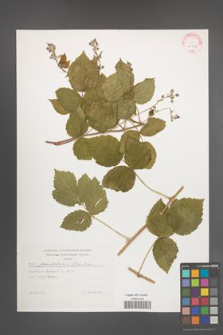 Rubus pseudoidaeus [KOR 29306]