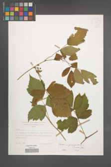 Rubus pseudoidaeus [KOR 28007]