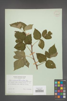 Rubus pseudoidaeus [KOR 30030]