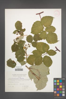 Rubus pseudoidaeus [KOR 30617]