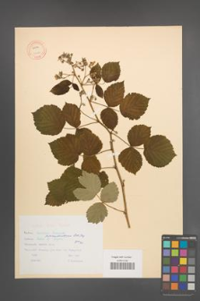 Rubus pseudoidaeus [KOR 10621]