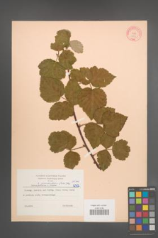 Rubus pseudoidaeus [KOR 6382]