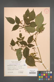 Rubus pseudoidaeus [KOR 6978]