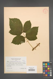 Rubus pseudoidaeus [KOR 10588]