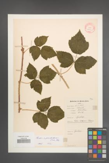 Rubus pseudoidaeus [KOR 10631]