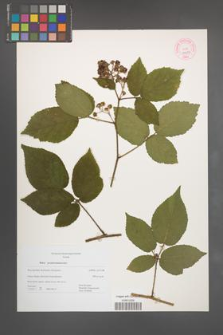 Rubus pseudosiemianicensis [KOR 44444]