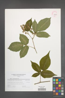 Rubus pseudosiemianicensis [KOR 44710]
