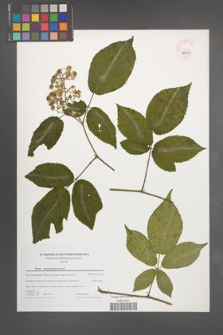 Rubus pseudosiemianicensis [KOR 44708]
