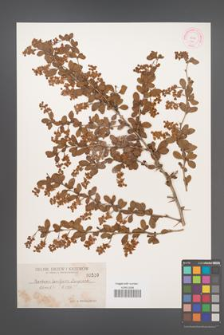 Berberis laxiflora [KOR 510]