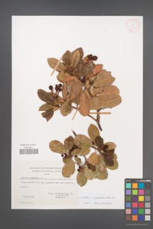 Arbutus ×andrachnoides [KOR 27609]