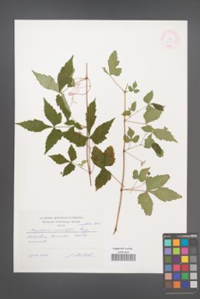 Ampelopsis aconitifolia [KOR 44853]