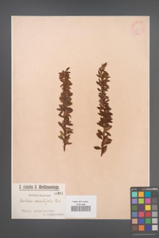 Berberis serratifolia [KOR 501]