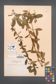 Berberis vulgaris [KOR 48234]