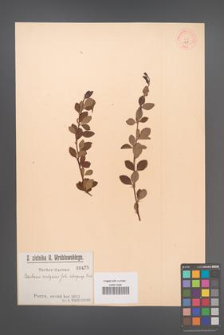 Berberis vulgaris [KOR 475]