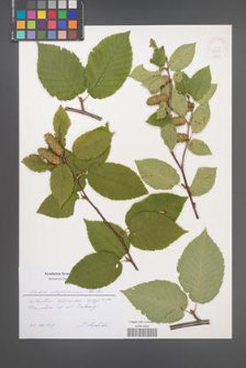 Betula alleghaniensis [KOR 52456]