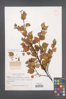 Betula carpatica [KOR 48097]