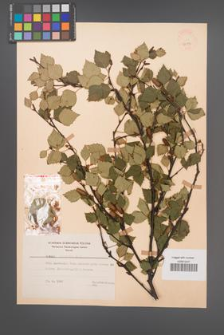 Betula carpatica [KOR 48094]