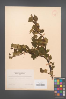Betula carpatica [KOR 48108]