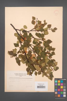 Betula carpatica [KOR 48115]