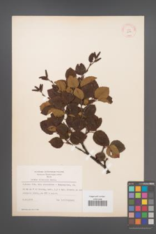 Betula chinensis [KOR 12134]