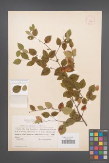 Betula chinensis [KOR 12138]