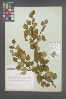 Betula carpatica [KOR 48104]