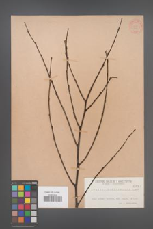 Betula corylifolia [KOR 647]