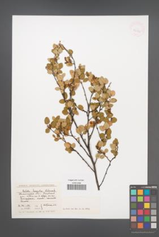 Betula humilis [KOR 42922]