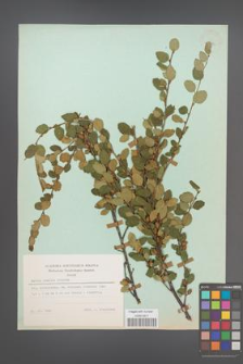 Betula humilis [KOR 23882]