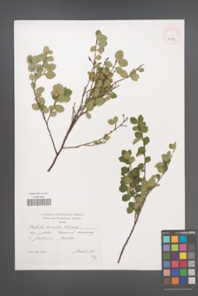 Betula humilis [KOR 39029]