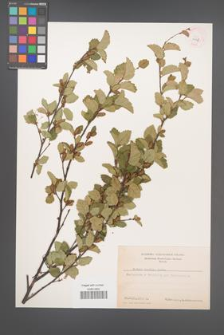 Betula humilis [KOR 4178]