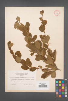 Berberis vulgaris [KOR 7996]