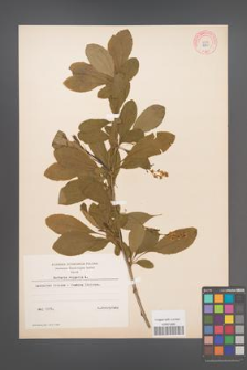 Berberis vulgaris [KOR 6065]